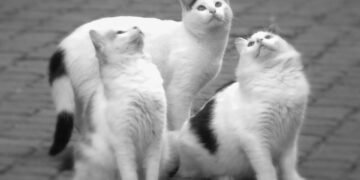 Gato batendo os dentes na janela? Entenda o que é o tique-taque felino ao ver pássaros