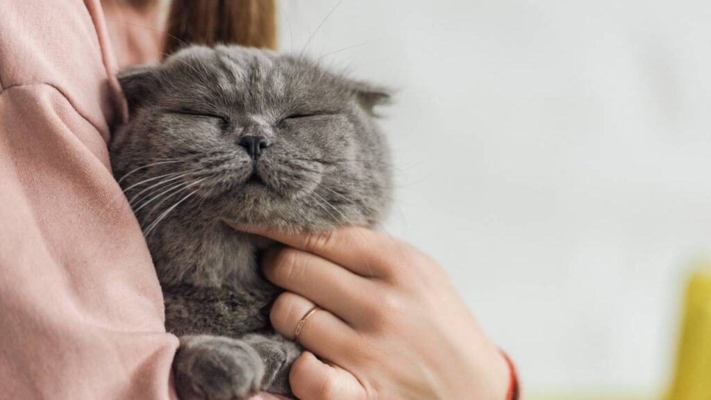 Seu gato vive trazendo “presentes”? Veja o que esse comportamento quer dizer