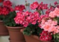 Transforme sua varanda em um paraíso florido com gerânios coloridos o ano todo