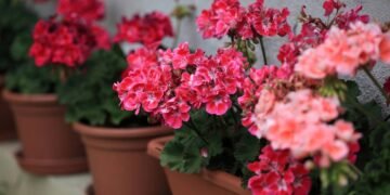 Transforme sua varanda em um paraíso florido com gerânios coloridos o ano todo