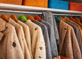 Roupas furadas no armário? Veja como eliminar traças antes que o prejuízo aumente