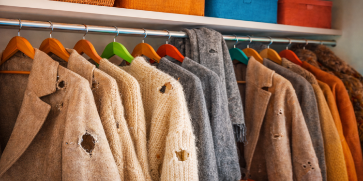 Roupas furadas no armário? Veja como eliminar traças antes que o prejuízo aumente