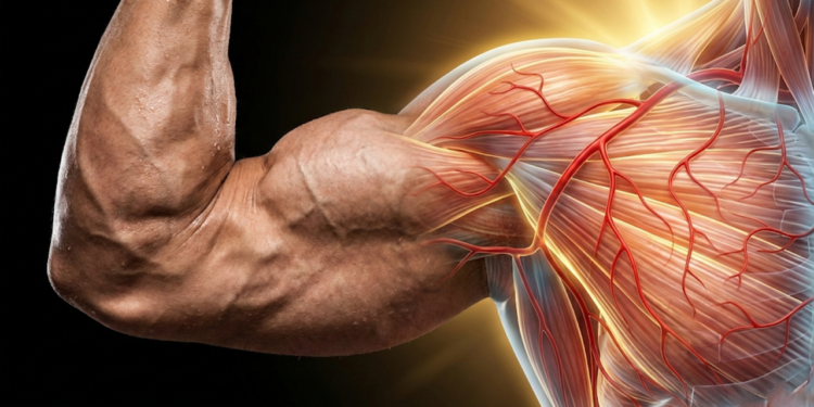 Quer ganhar massa mais rápido? Entenda a diferença entre fibras tipo 1 e 2 e use isso a seu favor