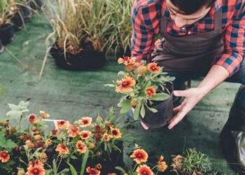 Jardim colorido o ano inteiro: conheça as espécies que florescem sem parar