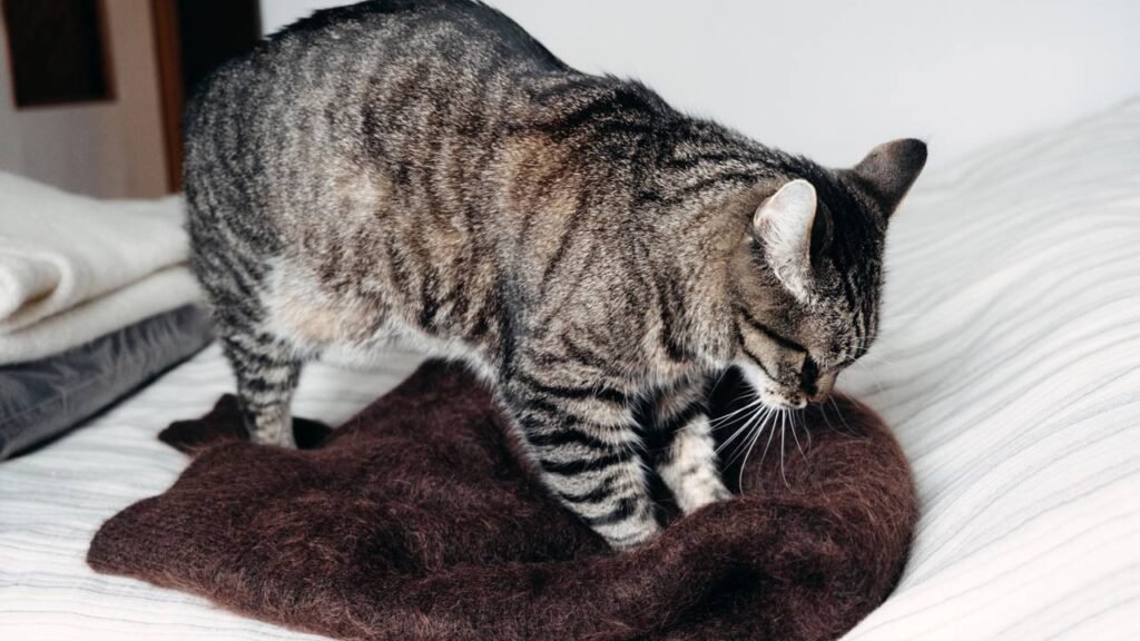 convivência entre cães e gatos