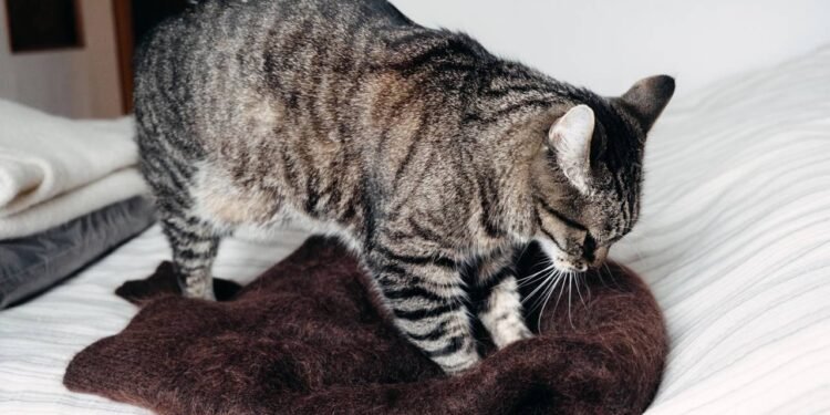 A expressão “amassar pãozinho” descreve o ato de o gato pressionar alternadamente as patas dianteiras sobre uma superfície macia - Créditos: depositphotos.com / Irrmago