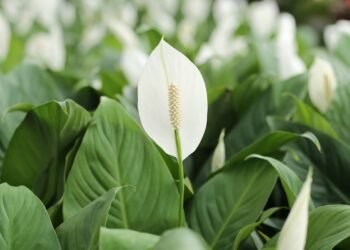 Lírio-da-paz em vasos: aprenda a plantar e manter folhas verdes e flores elegantes dentro de casa
