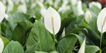 Lírio-da-paz em vasos: aprenda a plantar e manter folhas verdes e flores elegantes dentro de casa