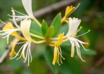 A trepadeira perfeita que traz sombra, perfuma e atraí beija-flor ao jardim