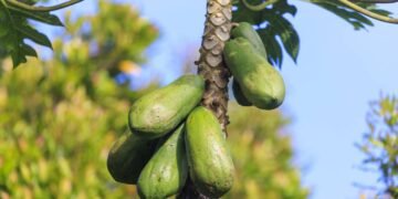 Como germinar sementes de mamão em casa e começar um pomar produtivo de forma prática e econômica