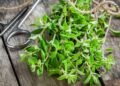 Como plantar manjerona em casa e transformar suas receitas com um aroma mediterrâneo único
