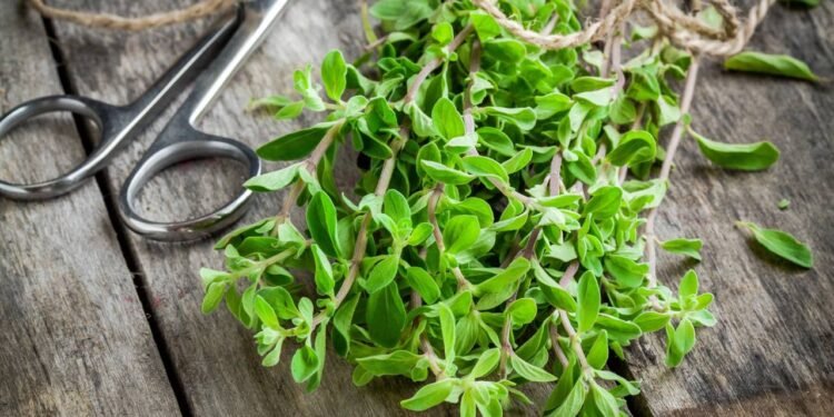 A manjerona, às vezes chamada de orégano-doce, é uma erva aromática de origem mediterrânea - Créditos: depositphotos.com / nblxer