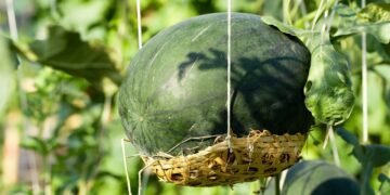 Melancia pendurada? Conheça a técnica de condução vertical que está revolucionando as hortas urbanas
