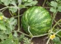 Como plantar melancia e identificar o ponto certo de colheita para ter frutas doces e suculentas