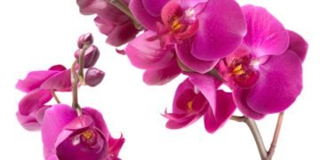 Orquídea perfeita em casa: 3 segredos que transformam o cultivo