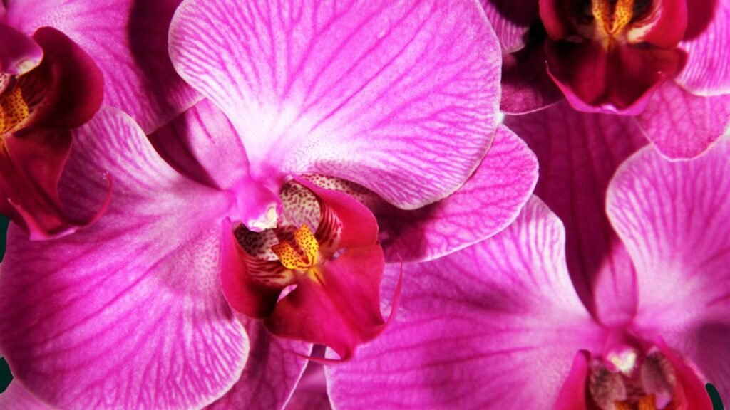 Orquídea perfeita em casa: 3 segredos que transformam o cultivo