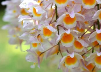 Sua orquídea nunca mais vai morrer: aprenda os truques de luz e rega para ter flores sempre lindas