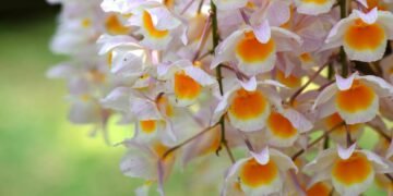 Sua orquídea nunca mais vai morrer: aprenda os truques de luz e rega para ter flores sempre lindas