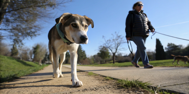 O motivo oculto em seu pet ficar te seguindo para todo lugar