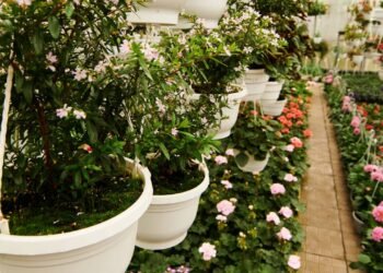 Quer ter um jardim interno mas não tem tempo? Veja 4 plantas resistentes que purificam e decoram