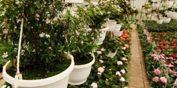 Quer ter um jardim interno mas não tem tempo? Veja 4 plantas resistentes que purificam e decoram