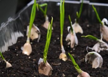 Aprenda a plantar alho em casa e veja como usar as folhas verdes para temperar seus pratos