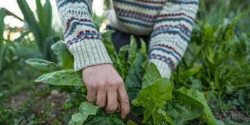 Como cultivar plantar espinafre em casa e economizar no mercado com saúde e frescor