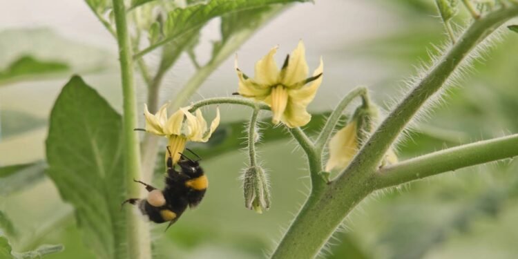 A polinização é o processo em que o pólen é transportado de uma flor para outra, permitindo que as plantas - Créditos: depositphotos.com / vallefrias
