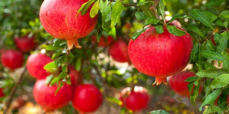 A palavra-chave central neste tema é como plantar romã, e o ponto de partida é definir onde a planta vai ficar - Créditos: depositphotos.com / grafnata