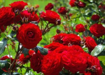 Roseiras no jardim: aprenda a plantar e manter arbustos floridos e produtivos em casa