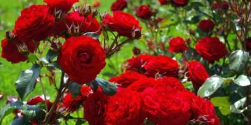 Roseiras no jardim: aprenda a plantar e manter arbustos floridos e produtivos em casa