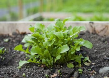 Como plantar rúcula em vasos pequenos e colher folhas frescas várias vezes ao longo do ano