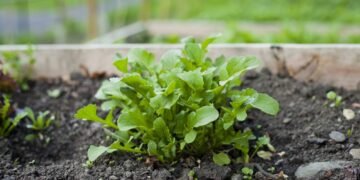 Como plantar rúcula em vasos pequenos e colher folhas frescas várias vezes ao longo do ano