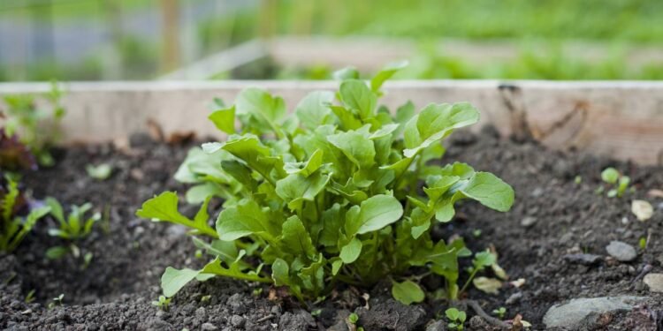 A rúcula tem crescimento rápido e ciclo curto, o que significa que você colhe em pouco tempo depois do plantio - Créditos: depositphotos.com / joannatkaczuk