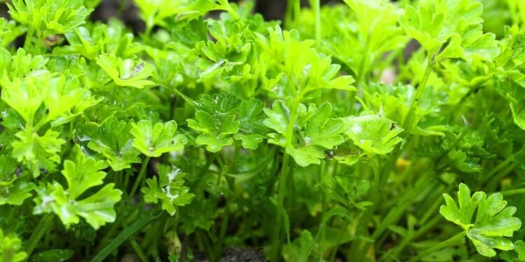 A escolha da jardineira, do substrato e do local faz toda a diferença para a salsa crescer saudável. - Créditos: depositphotos.com / vladvitek