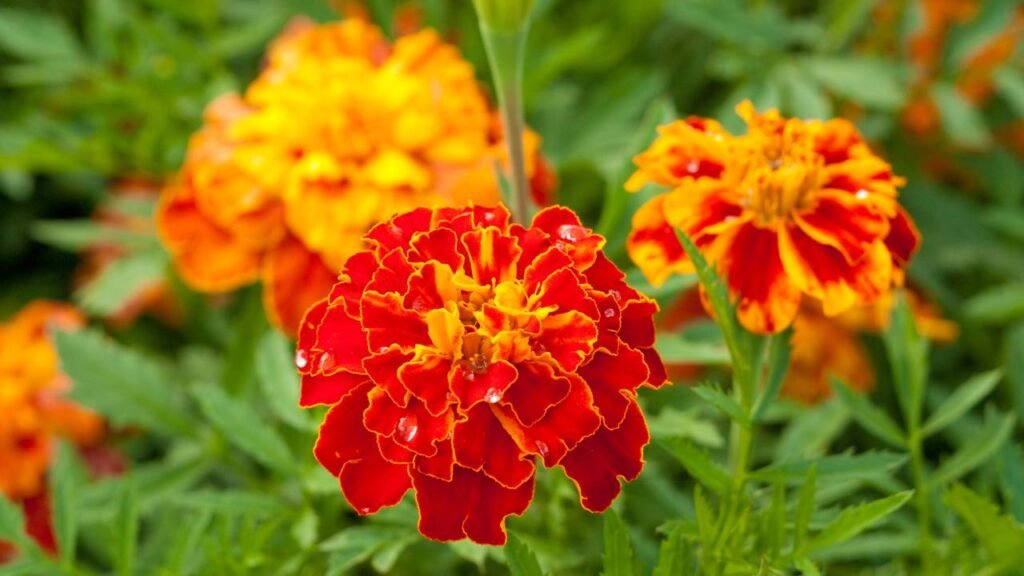 flores fáceis de cuidar