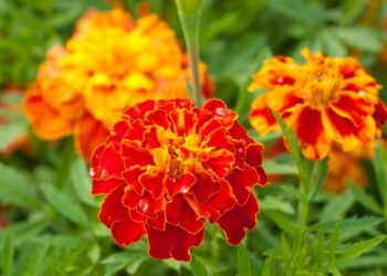 Como plantar cravo e proteger sua horta de forma natural e colorida