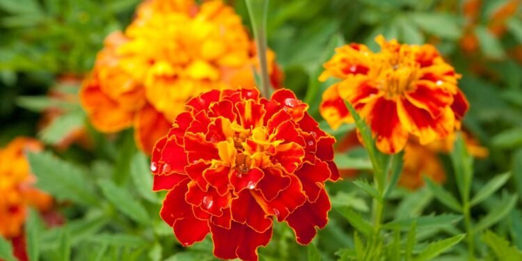 Antes de pensar em mudas e sementes, vale entender por que o tagetes é tão usado em hortas e canteiros mistos - Créditos: depositphotos.com / trancedrumer