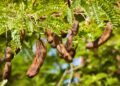 Quer sombra e sabor? Veja como plantar tamarindo e quais os cuidados para a árvore crescer forte