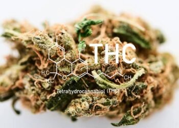 THC pode afetar a fertilidade feminina, aponta estudo