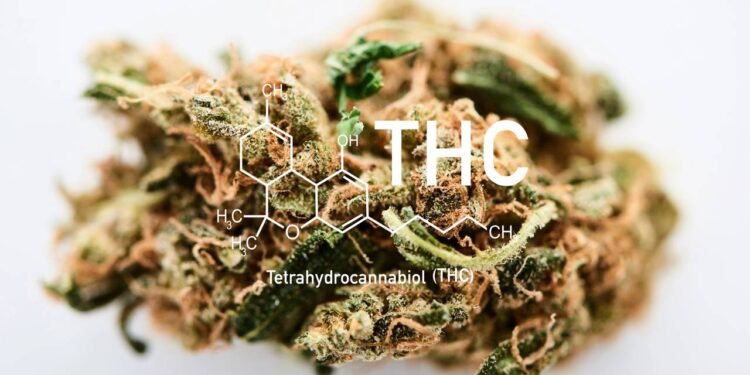 Estudo revela impacto do THC na qualidade dos óvulos - Créditos: depositphotos.com / VadimVasenin
