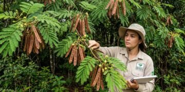Essa planta comum em jardins e cercas pode se tornar problema ambiental e já entrou no debate no Congresso