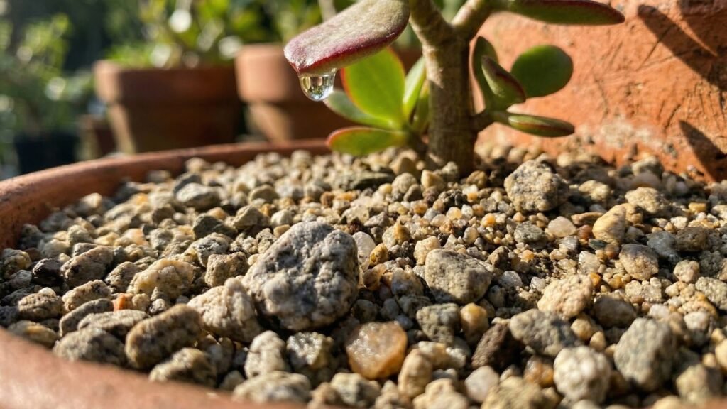 Faça isso com sua planta-jade hoje e veja as folhas ficarem vermelhas naturalmente em poucas semanas