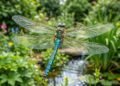 Pouca gente sabe, mas ver libélulas perto de casa pode ser um bom sinal para o ecossistema