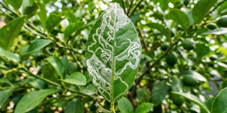 Veja o que fazer quando surgem trilhas nas folhas do limoeiro e evite que a praga derrube a produção