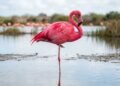 Por que flamingos dormem em uma perna só? A resposta é mais inteligente do que parece