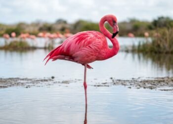Por que flamingos dormem em uma perna só? A resposta é mais inteligente do que parece