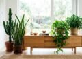Feng shui alerta que algumas plantas dentro de casa podem afetar o equilíbrio do ambiente
