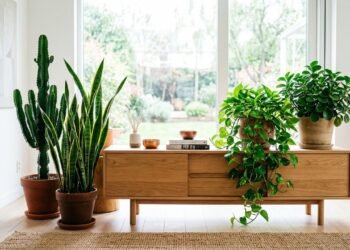 Feng shui alerta que algumas plantas dentro de casa podem afetar o equilíbrio do ambiente