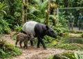Zoológico celebra nascimento raro de anta-malaia após anos de programa de reprodução